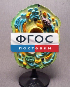 Модель "Клетка растения" - fgospostavki.ru - Мегион