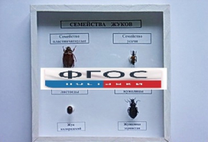 Коллекция "Семейство жуков" - fgospostavki.ru - Мегион