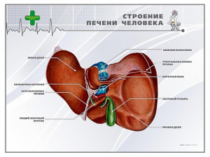 Стенд "Строение печени человека" - fgospostavki.ru - Мегион