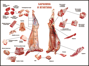 Таблица "Правила разделки мясных туш. Баранина и ягнятина" (100х140 сантиметров, винил) - fgospostavki.ru - Мегион