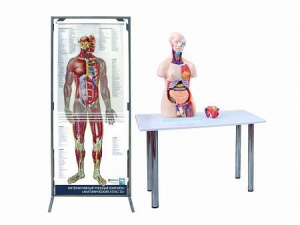 Интерактивный учебный комплекс "Анатомический атлас 3D" - fgospostavki.ru - Мегион