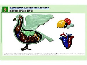 Рельефная таблица "Внутреннее строение голубя" (формат А1, матовое ламинирование) - fgospostavki.ru - Мегион