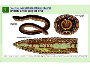 Рельефная таблица "Внутреннее строение дождевого червя" (формат А1, матовое ламинирование) - fgospostavki.ru - Мегион