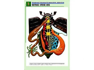 Рельефная таблица "Внутреннее строение жука" (формат А1, матовое ламинирование) - fgospostavki.ru - Мегион