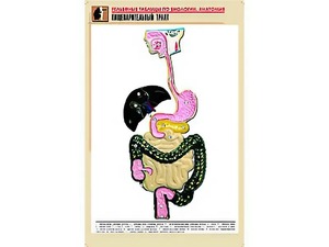 Рельефная таблица "Пищеварительный тракт" (формат А1, матовое ламинирование) - fgospostavki.ru - Мегион