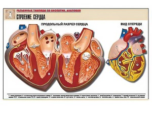 Рельефная таблица "Строение сердца" (формат А1, матовое ламинирование) - fgospostavki.ru - Мегион