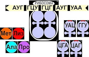 Модель-аппликация "Биосинтез белка" (ламинированная) - fgospostavki.ru - Мегион