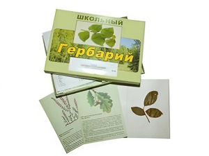 Гербарий "Дикорастущие растения" (30 видов, с иллюстрациями) - fgospostavki.ru - Мегион