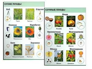 Коллекция "Семена и плоды" - fgospostavki.ru - Мегион
