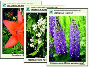 Гербарий фотографический "Основные группы растений" - fgospostavki.ru - Мегион