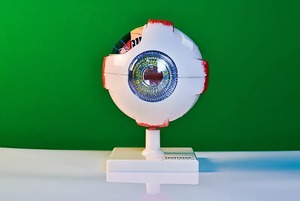 Модель глаза - fgospostavki.ru - Мегион