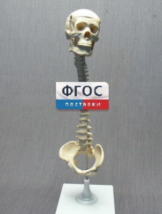 Модель "Позвоночник с черепом и тазом" - fgospostavki.ru - Мегион