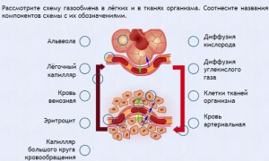 Интерактивные курсы. Биология 9 класс. Расширенный. - fgospostavki.ru - Мегион