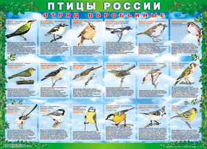 Комплект таблиц "Птицы России (4 листа)" (100х140 сантиметров, винил) - fgospostavki.ru - Мегион