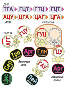 Модель-аппликация Биосинтез белка - fgospostavki.ru - Мегион