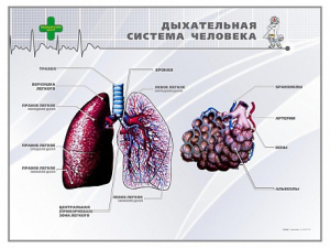 Стенд "Дыхательная система человека" - fgospostavki.ru - Мегион