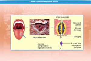 Интерактивные курсы. Биология 10 класс. Базовый. - fgospostavki.ru - Мегион