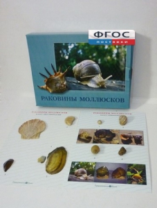 Коллекция "Раковины моллюсков" - fgospostavki.ru - Мегион