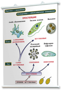 Плакаты по биологии для оформления кабинета. - fgospostavki.ru - Мегион