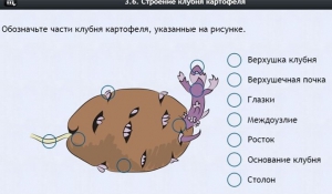 Интерактивные курсы. Биология 6 класс. Расширенный - fgospostavki.ru - Мегион