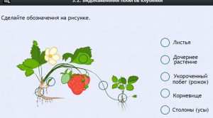 Интерактивные курсы. Биология 7 класс. Расширенный. - fgospostavki.ru - Мегион