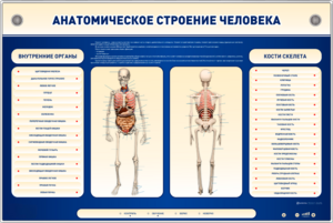 Электрифицированный стенд-тренажер c макетом скелета "Анатомическое строение человека" - fgospostavki.ru - Мегион