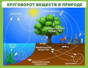 Стенд "Круговорот веществ" - fgospostavki.ru - Мегион