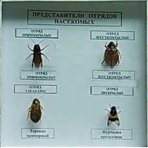 Коллекция энтомологическая "Представители отряда насекомых" - fgospostavki.ru - Мегион