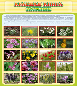 Стенд "Красная книга - растения" - fgospostavki.ru - Мегион
