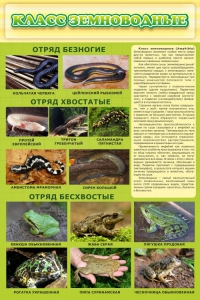 Стенд "Класс земноводные" - fgospostavki.ru - Мегион