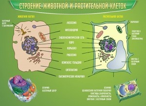 Стенд "Строение животной и растительной клеток" - fgospostavki.ru - Мегион