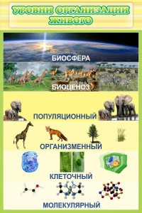 Стенд "Уровни организации живого" - fgospostavki.ru - Мегион