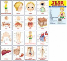 Раздаточные карточки "Тело человека" - fgospostavki.ru - Мегион