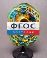 Модель "Клетка растения" - fgospostavki.ru - Мегион