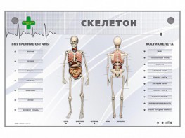 Электрифицированный стенд-тренажер "Скелетон" - fgospostavki.ru - Мегион