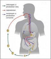 Модель-аппликация Цикл развития аскариды - fgospostavki.ru - Мегион