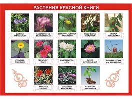 Таблица демонстрационная "Растения Красной книги" (винил 70*100) - fgospostavki.ru - Мегион