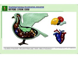 Рельефная таблица "Внутреннее строение голубя" (формат А1, матовое ламинирование) - fgospostavki.ru - Мегион