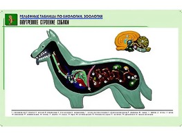 Рельефная таблица "Внутреннее строение собаки" (формат А1, матовое ламинирование) - fgospostavki.ru - Мегион