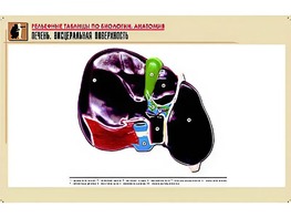 Рельефная таблица "Печень. Висцеральная поверхность" (формат А1, матовое ламинирование) - fgospostavki.ru - Мегион