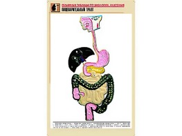 Рельефная таблица "Пищеварительный тракт" (формат А1, матовое ламинирование) - fgospostavki.ru - Мегион