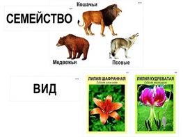 Модель-аппликация "Классификация растений и животных" (ламинированная) - fgospostavki.ru - Мегион