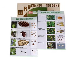 Коллекция "Шишки, плоды, семена деревьев и кустарников" - fgospostavki.ru - Мегион