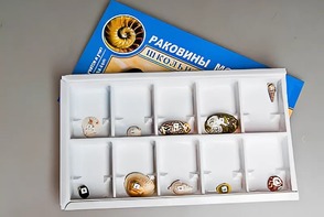 Коллекция "Раковины моллюсков" - fgospostavki.ru - Мегион