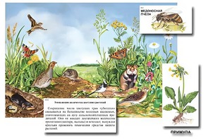 Магнитный плакат-аппликация "Луг: биоразнообразие и взаимосвязи в сообществе" - fgospostavki.ru - Мегион