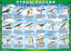 Комплект таблиц "Птицы России (4 листа)" (100х140 сантиметров, винил) - fgospostavki.ru - Мегион