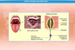 Интерактивные курсы. Биология 10 класс. Базовый. - fgospostavki.ru - Мегион