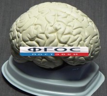 Модель "Мозг в разрезе" (белый) - fgospostavki.ru - Мегион