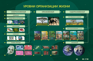 Электрифицированный стенд "Уровни организации жизни" - fgospostavki.ru - Мегион