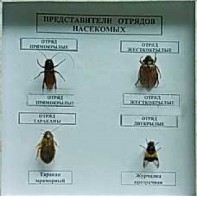 Коллекция энтомологическая "Представители отряда насекомых" - fgospostavki.ru - Мегион